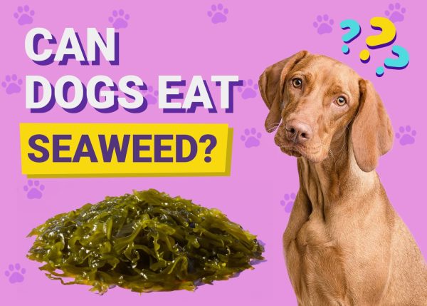 Can Dogs Eat Seaweed