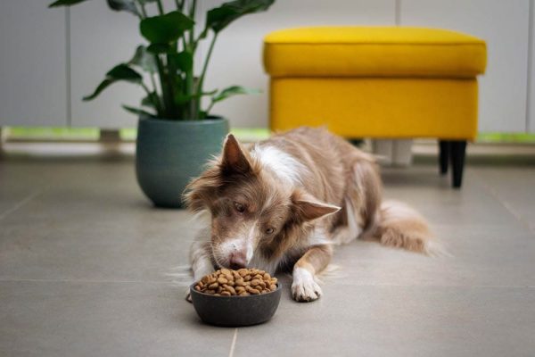 dog eating dog food