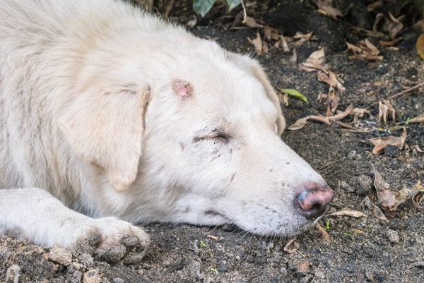 dog with lesion on its head