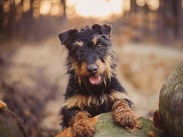 Jagdterrier dog up close