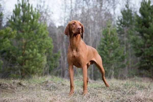 magyar-vizsla-dog-standing-on-grass