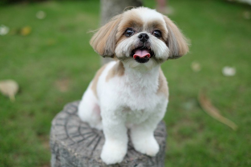 shih tzu with a puppy cat