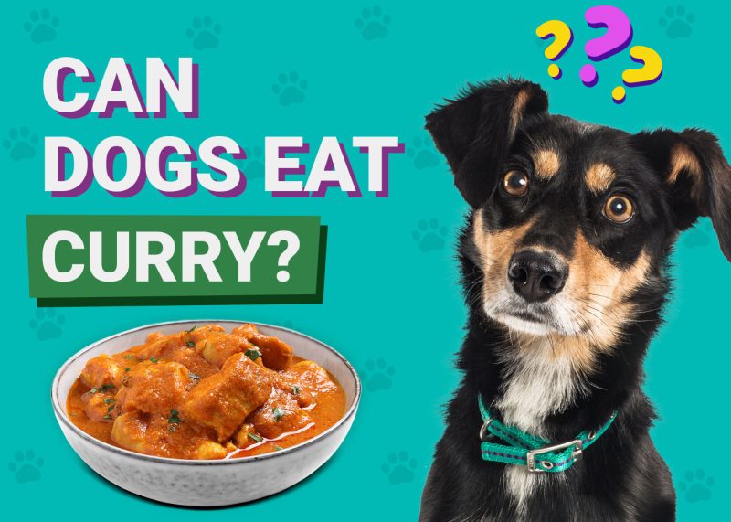 Can Dogs Eat Curry