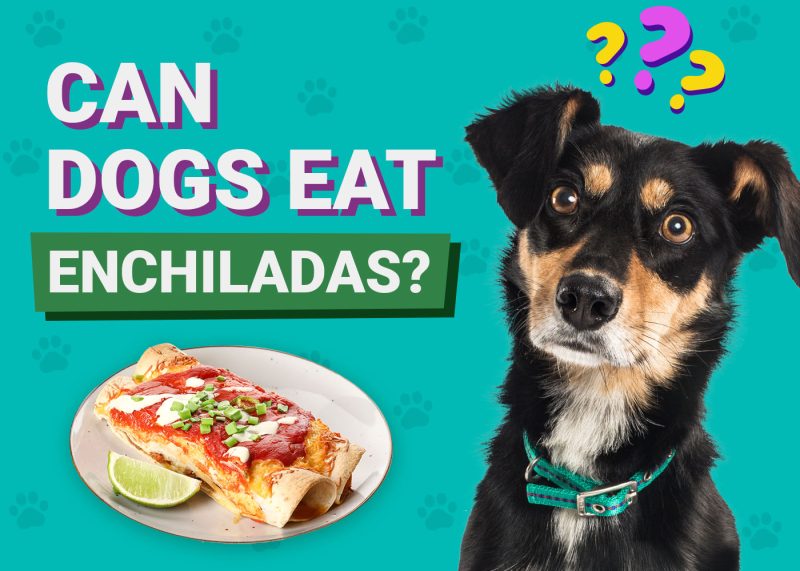 Can Dogs Eat Enchiladas