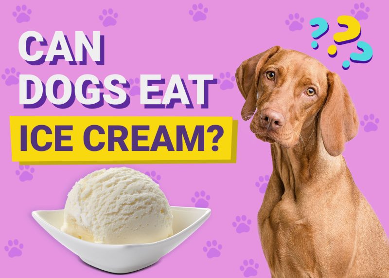 Can Dogs Eat Ice Cream