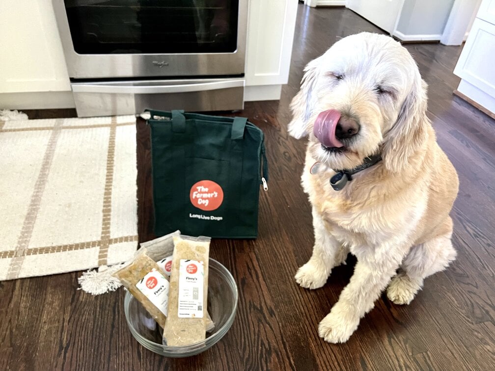 Finny-licking-her-lips-with-the-farmers-dog-food