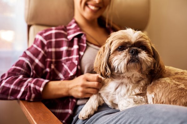 shih tzu dog relaxing on woman's lap