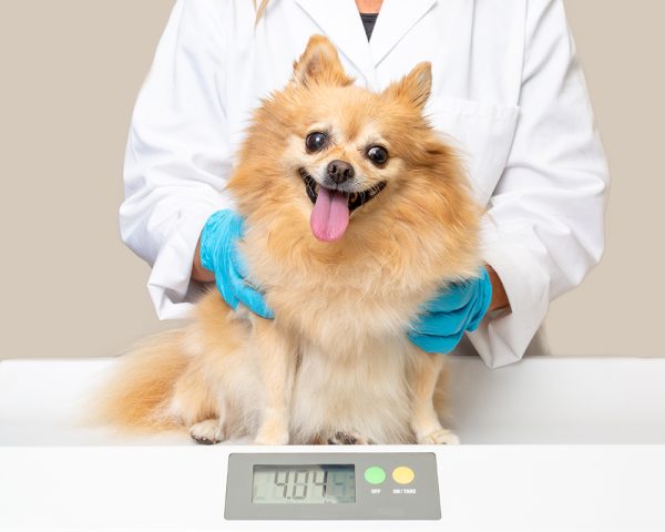 vet weighing dog at the clinic