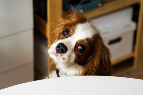 Cavalier King Charles Spaniel puppy hairs stand up