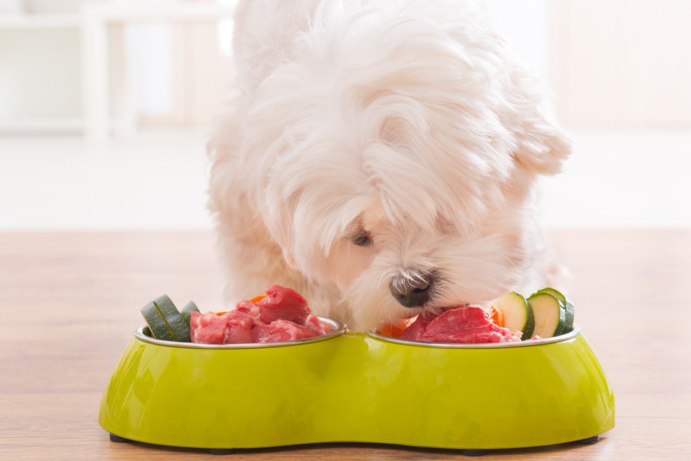 Little dog maltese eating natural, organic food from a bowl at home