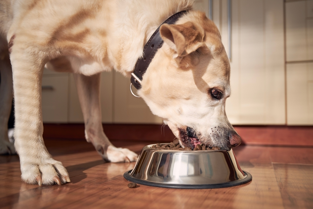 labrador-retriever-dog-eating
