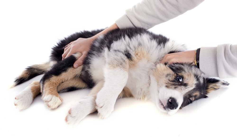 portrait of puppy border collie and veterinary examination in front of white background