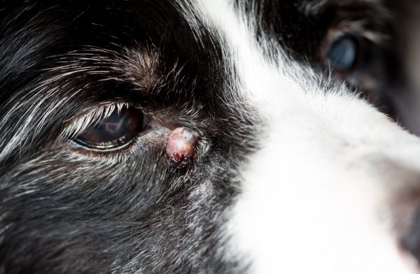 senior dog with an inflamed sebaceous cysts