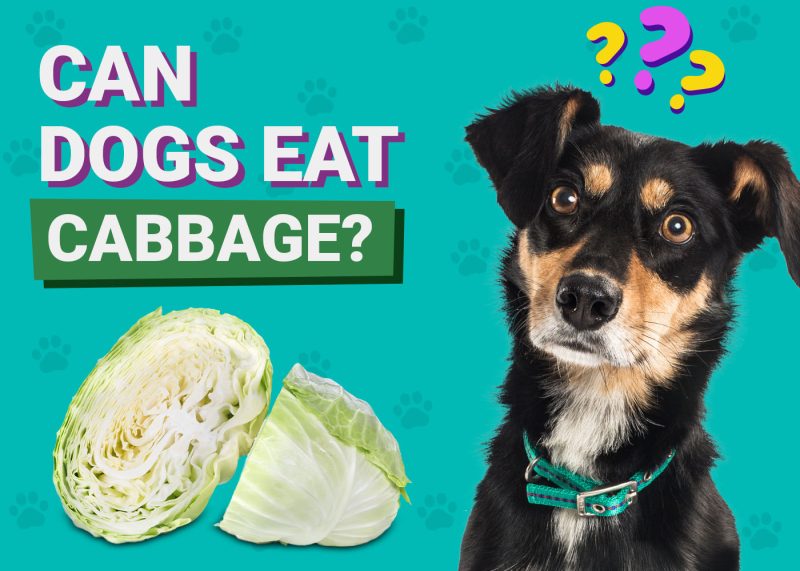 Dogster-Can-Dogs-Eat-Cabbage
