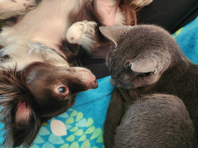 Kitty. Why aren't you with the others?