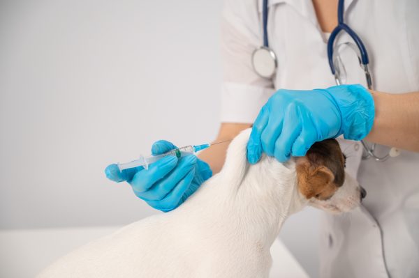 vet administering a medicine to jack russell terrier dog