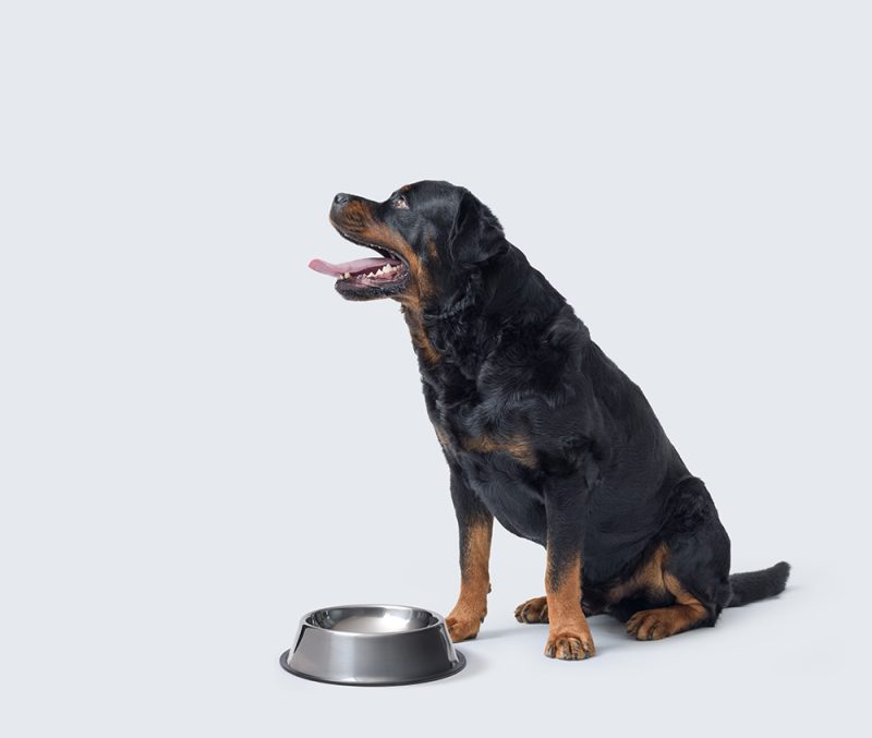 rottweiler dog sitting next to an empty bowl