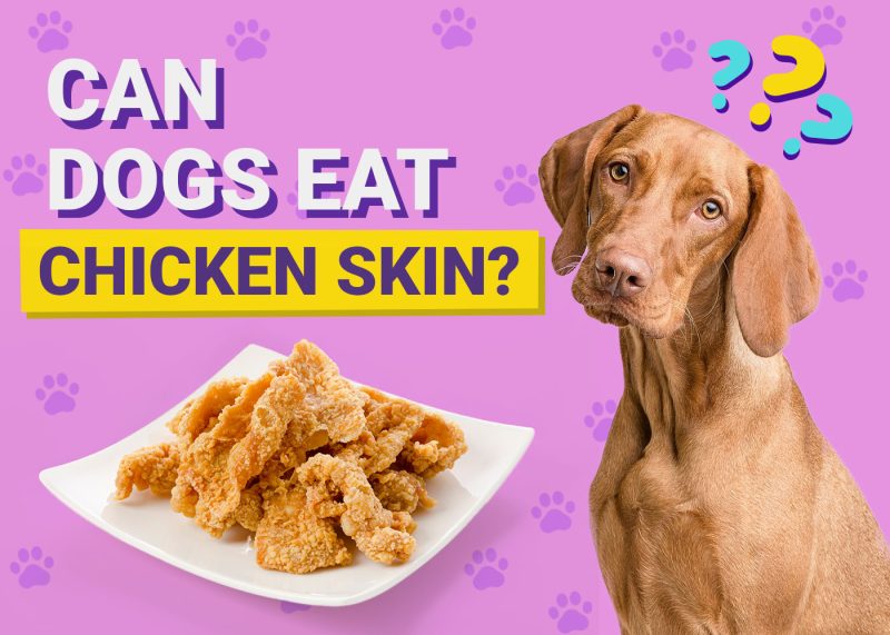 Dogster-Can-Dogs-Eat-Chicken Skin