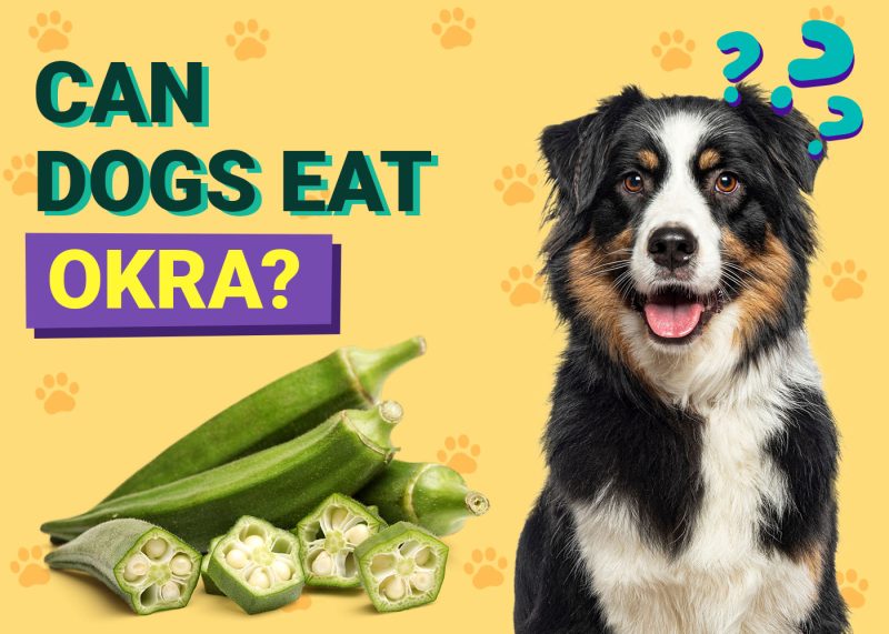 Dogster-Can-Dogs-Eat-Okra