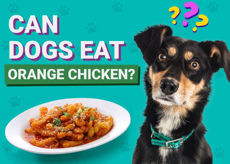 Dogster-Can-Dogs-Eat-Orange Chicken