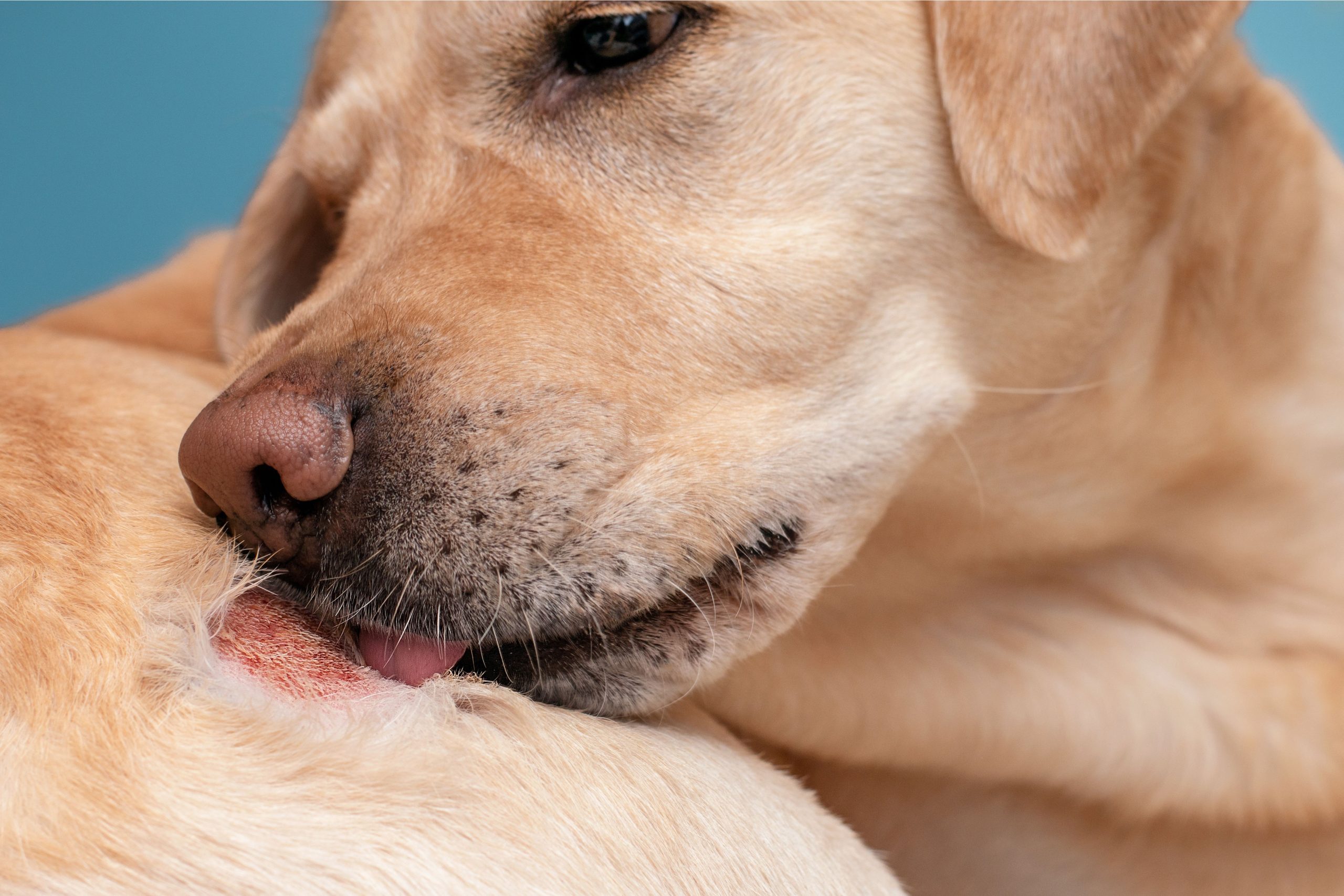 Salmon Oil for Dogs_ How It Supports Skin, Coat, and Overall Health - Can Salmon Oil Help With Itchy Skin