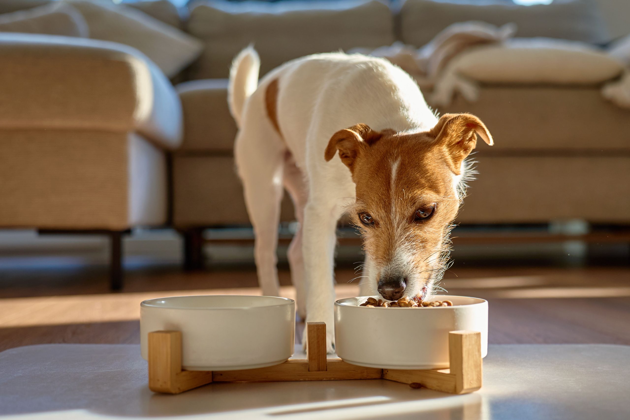 Salmon Oil for Dogs_ How It Supports Skin, Coat, and Overall Health -Is Salmon Oil Good for Dogs