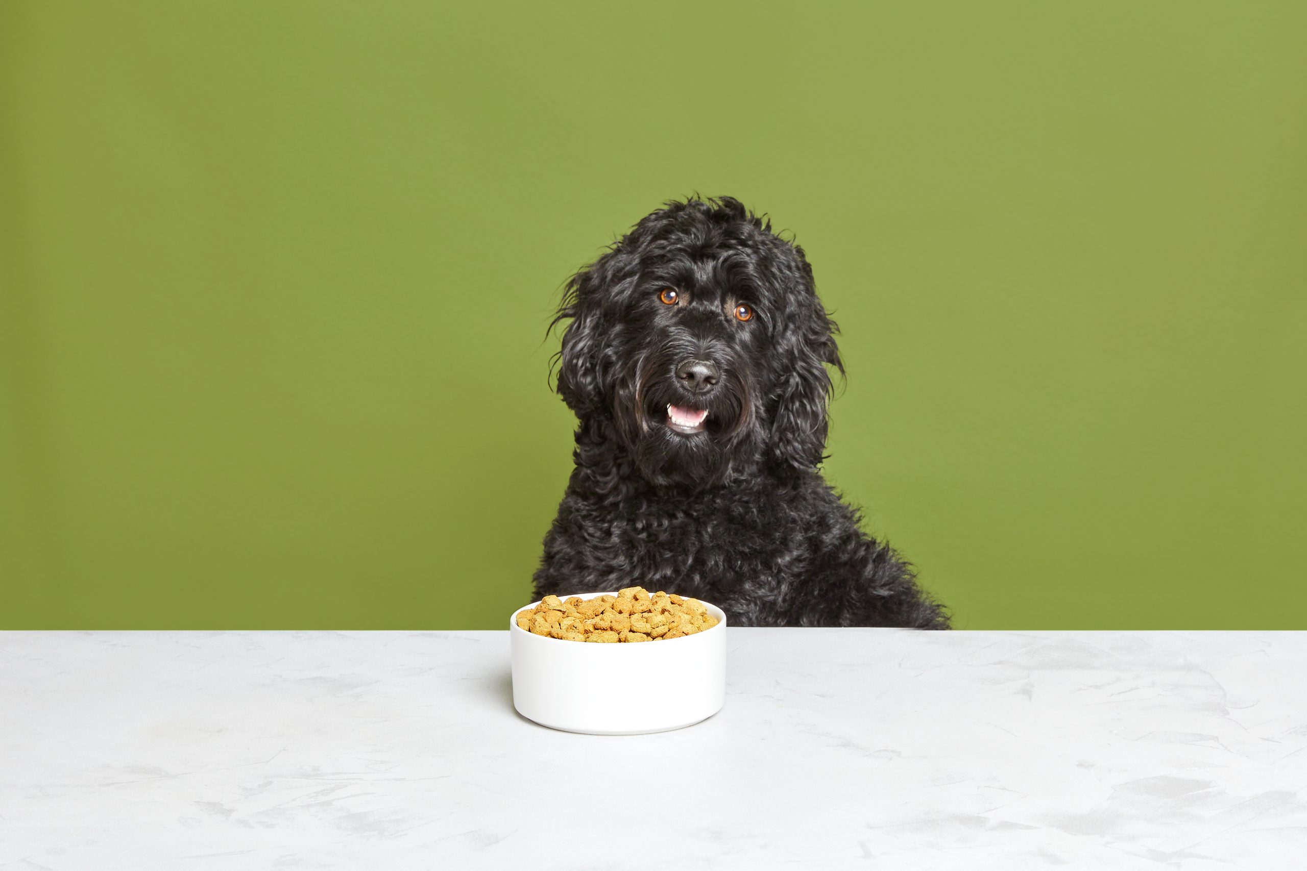 Better Than Kibble and Just as Easy to Feed THK_Dog-Clusters_Birdhill-008