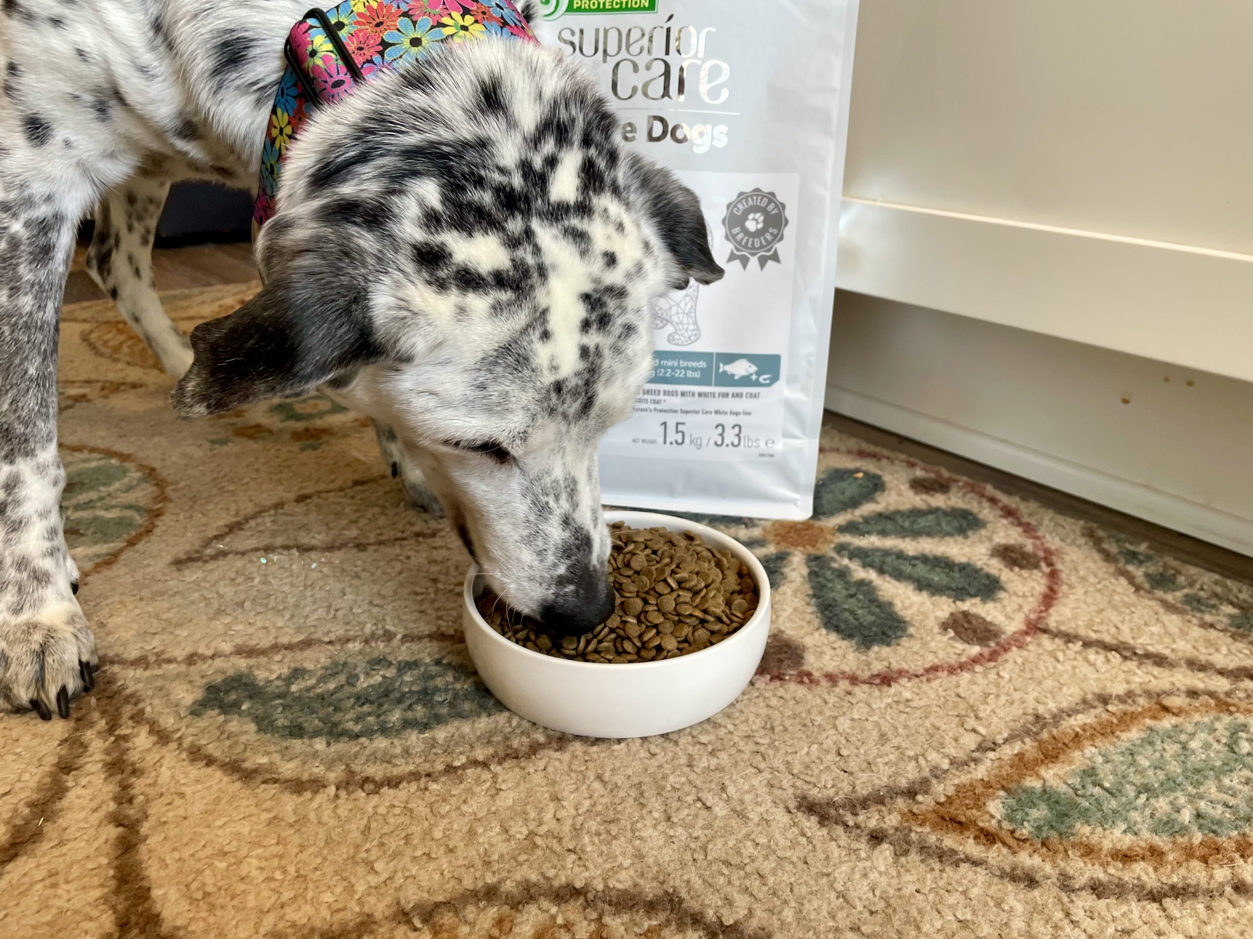 Superior Care White Dogs Grain-Free Small Breed Dog Food Review 2026_ Our Expert’s Opinion 2