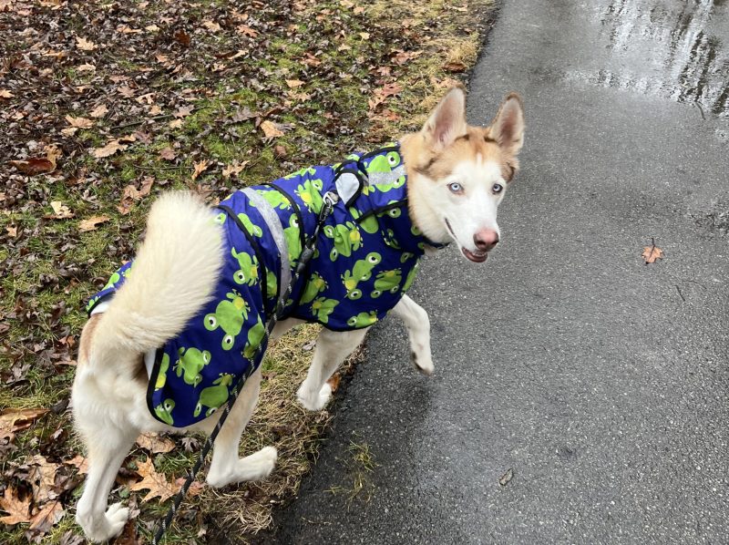 The Organization Helping Pets Feel Safer, Happier, and ‘Fear Free’ - Heroes of the Pet World 3