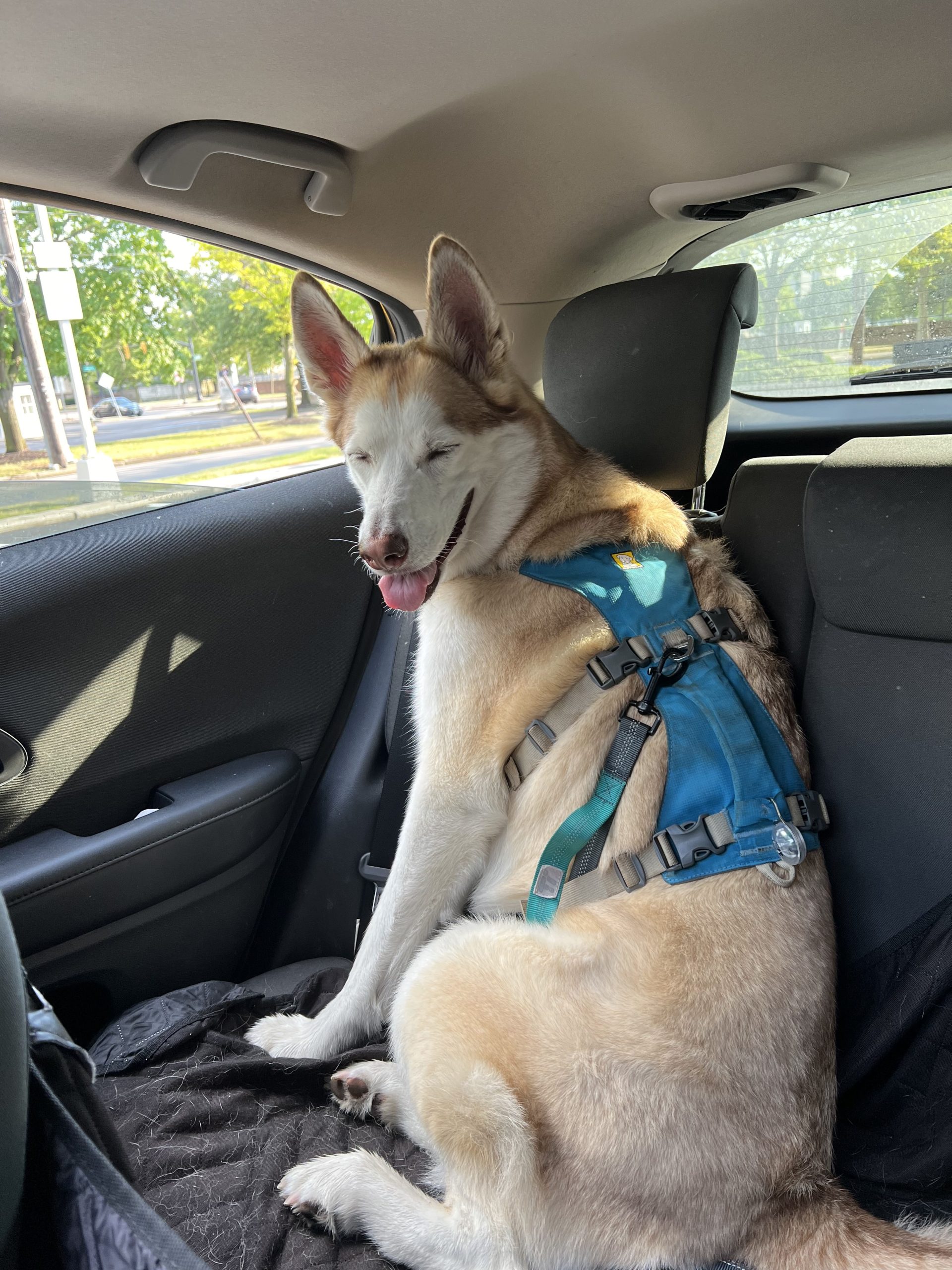 The Organization Helping Pets Feel Safer, Happier, and ‘Fear Free’ - Heroes of the Pet World 4