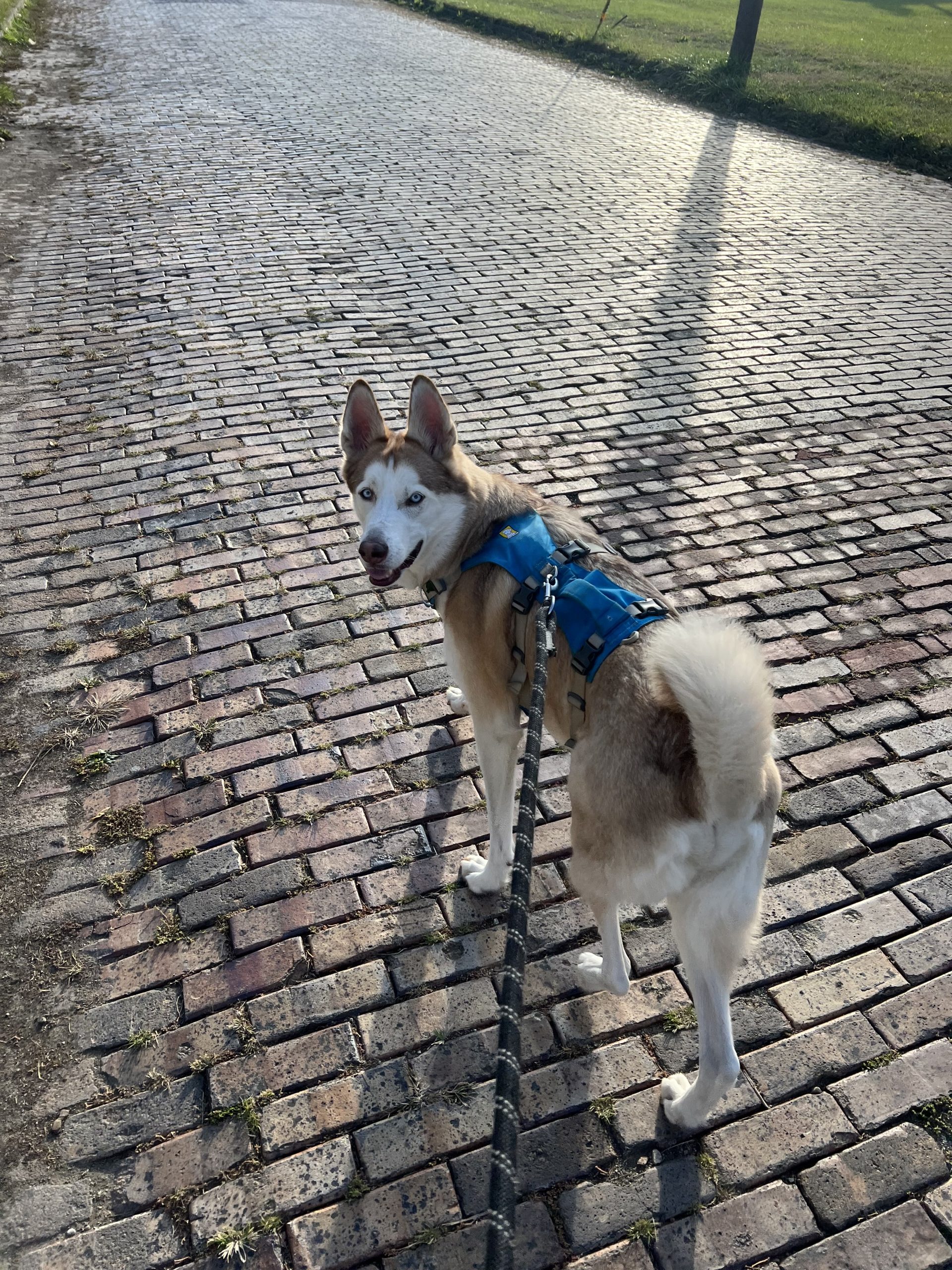 The Organization Helping Pets Feel Safer, Happier, and ‘Fear Free’ - Heroes of the Pet World 5